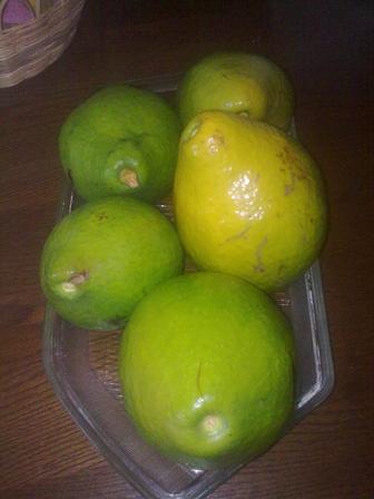 Jamaica Avocado Pears Jamaica Avocado Pears