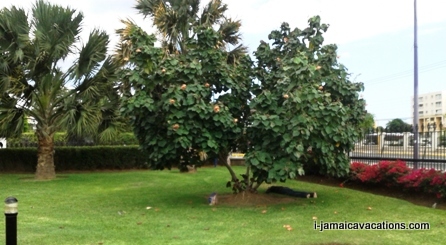 Emancipation Park Kingston Jamaica