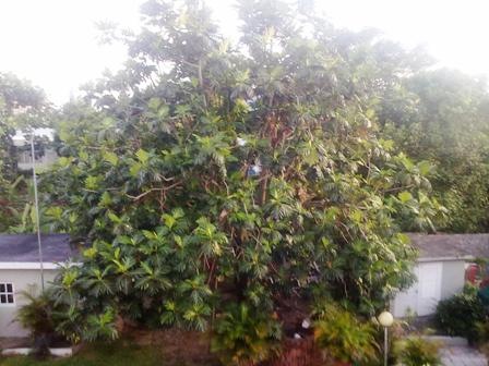 Breadfruit Tree in Kingston