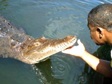 Black River Safari St Elizabeth