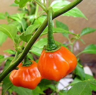 Scotch Bonnet - Jamaican Hot Peppers