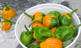Scotch Bonnet Hot Peppers